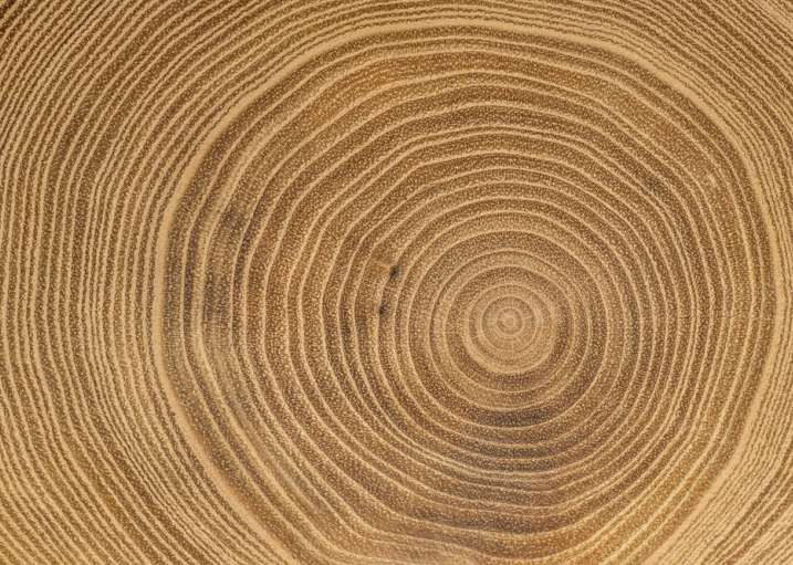 SUSTA Trade Mission Forest Products  to North Carolina and Tennessee
